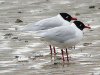 Mediterranean Gull at Westcliff Seafront (Steve Arlow) (46010 bytes)